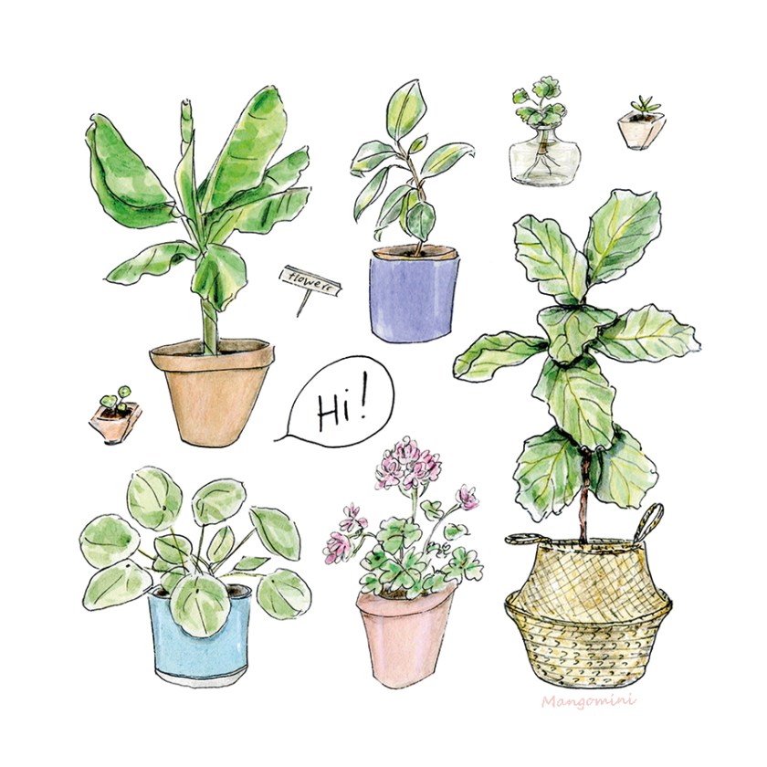 Mangomini plants hi2